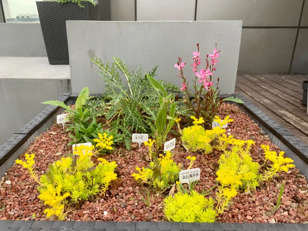 實(shí)習(xí)內(nèi)外 · AECOM｜探訪上?；▓@文化實(shí)踐，從屋頂花園更新到社區(qū)花園節(jié)15.jpg