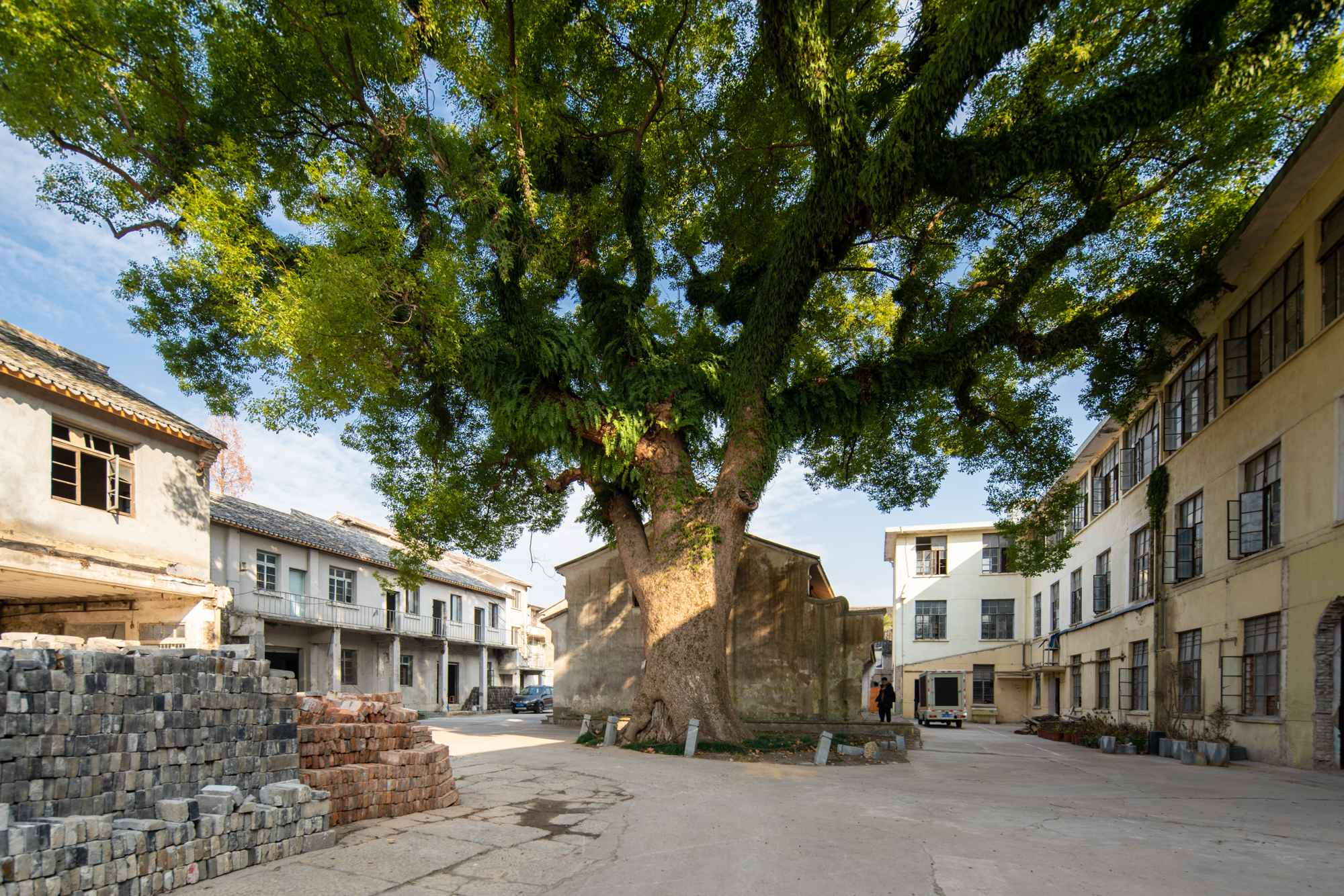 9_ 530年歷史古樟樹 530-Year-Old Historic Camphor Tree ?零壹城市 LYCS_9.jpg